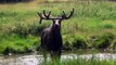 The Moose is Loose - Moose Video for Kids - Wild Animals