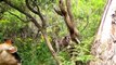 Cute Koalas Playing  Funna Bears [Funny Pets]