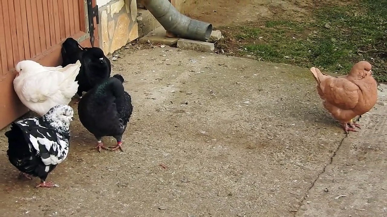Duck shape king pigeons