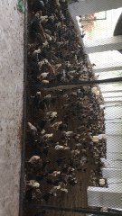 setting of chiken feeding in open form in khanewal pakistan