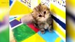 Cats are AWESOME  Cute Funny Cats Compilation [Funny Pets]asd