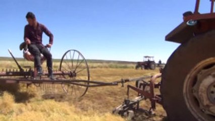 İşçilerin 40 Derecede Mercimek Hasadı