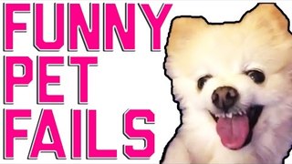 Funny Animal Fails - Animal Compilation