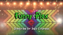 Funny Bread Cat Videos Compilation asd