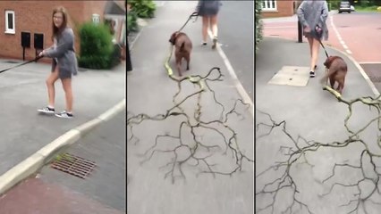 Un toutou ramène un baton de de sa promenade