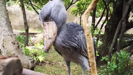 Un Bec-en-sabot du Nil éternue