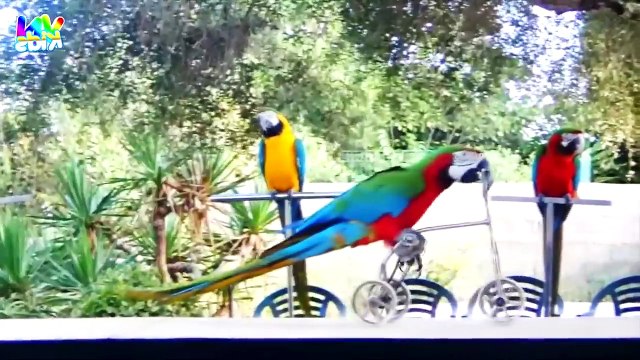 Con kỳ nhông - Nhạc thiếu nhi vui nhộn Bài hát Họ kỳ nhông