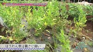 ハロー!satoyamaライフ ep8   2012/07/26