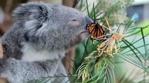 Cute Koalas Playing  Funny Koala Bears [Funny Pets]