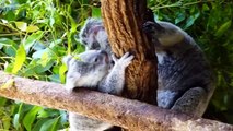 Cute Koalas Playing  Funny Koala Bears [Funny