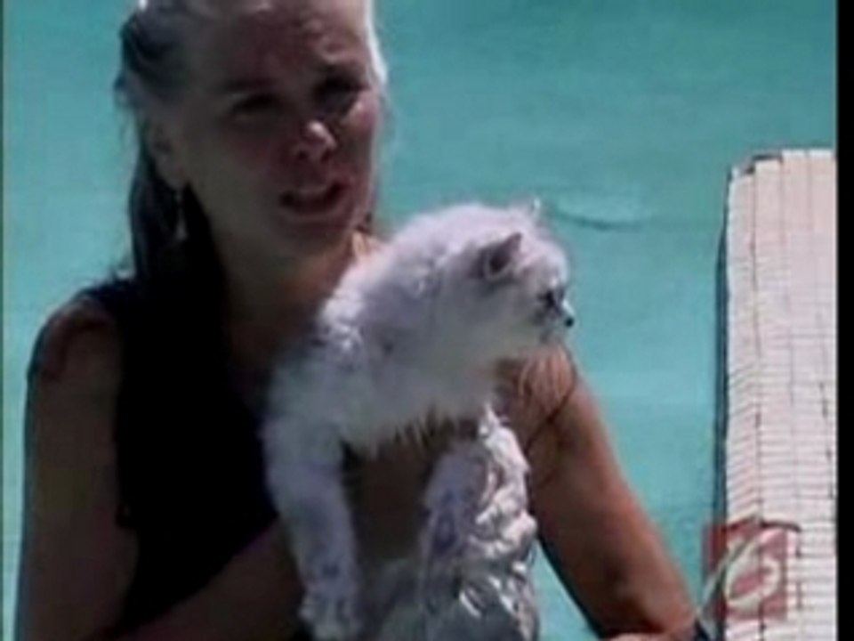 Les chats savent bien nager