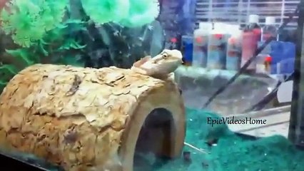 Best Win Fail Compilation september 2013! So far)