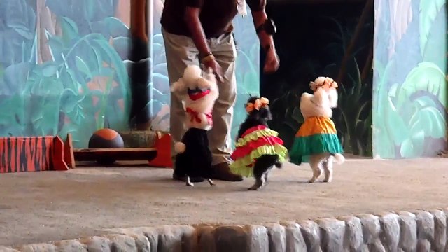 So Cute! Dogs Dancing Romantically