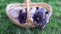 Cute Cats and Dogs Love Babies Compilation 2016