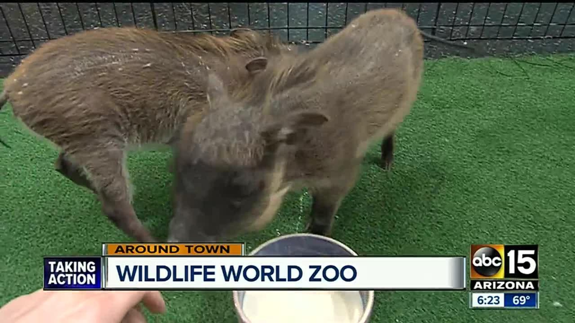 CUTE ALERT: Warthogs make TV debut at ABC15!