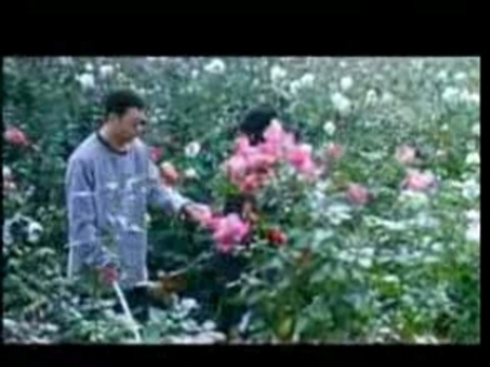 Dolls Trailer