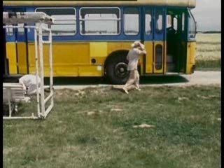 Bus Stop (Classic) 🎬 – Timeless Film You Must Watch