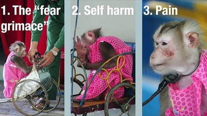 Queenie the circus monkey bites own feet to cope with fear _ Daily Mail Online