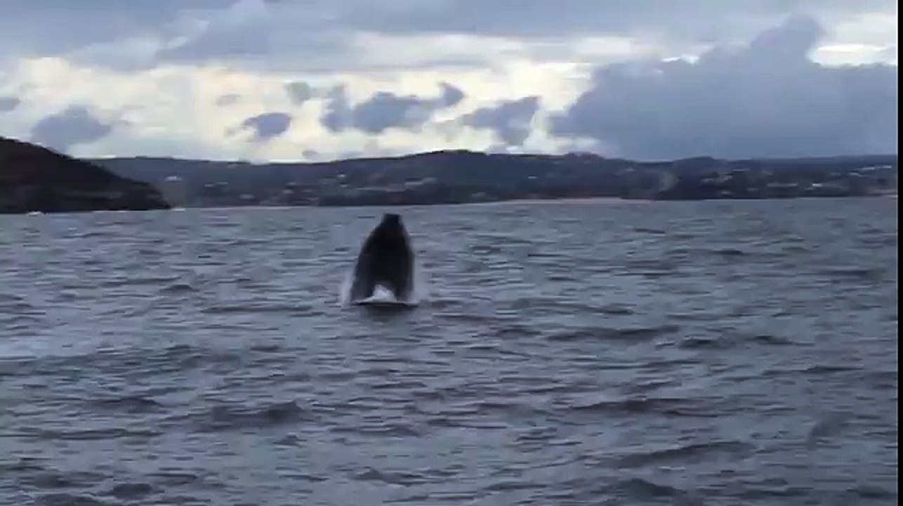 'Best whale photos in 10 years' captured in Sydney Harbour _ Daily Mail Online