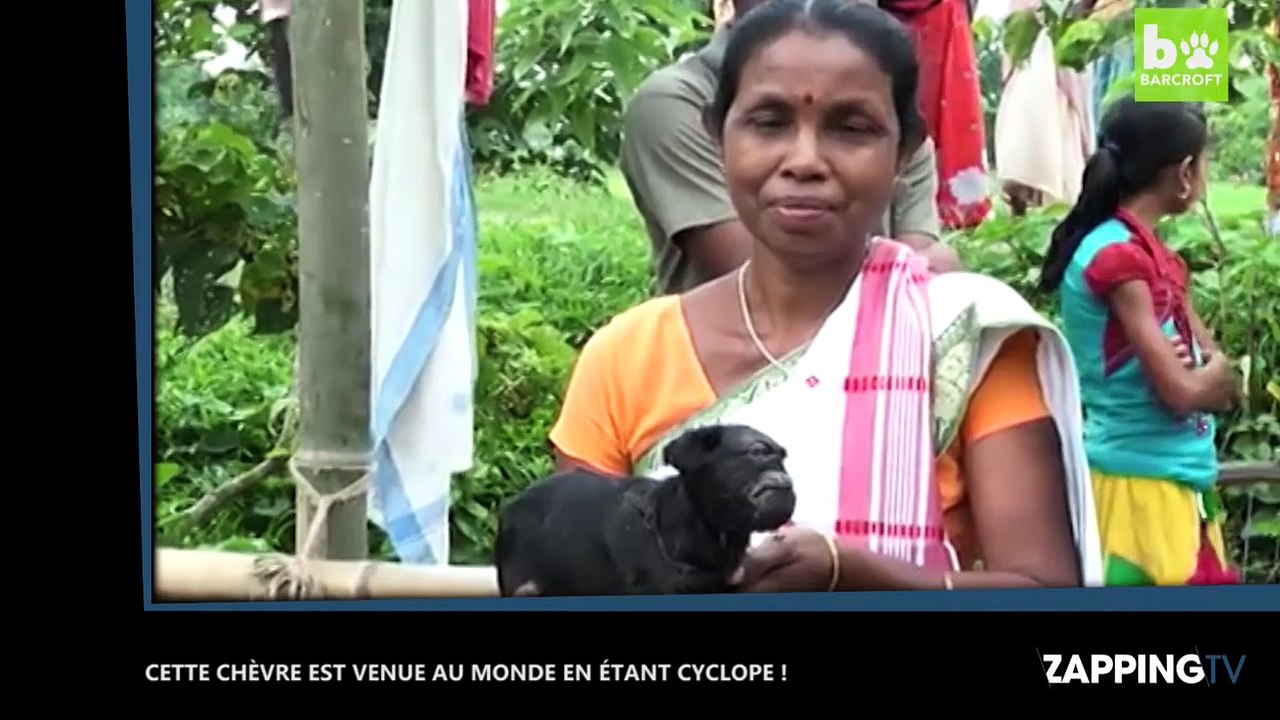 Cette chèvre est venue au monde en étant cyclope ! La vidéo insolite