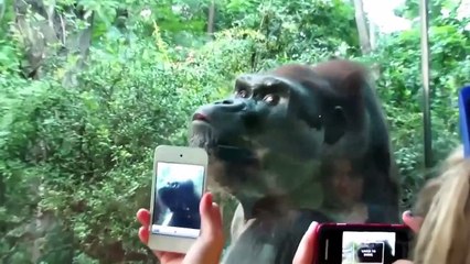 10 MOST SHOCKING MOMENTS AT THE ZOO1