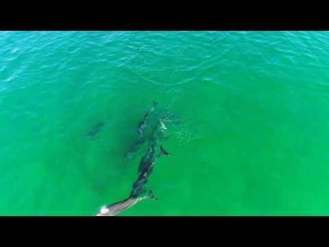 Dolphin Pod Visits Pier With Babies in Tow