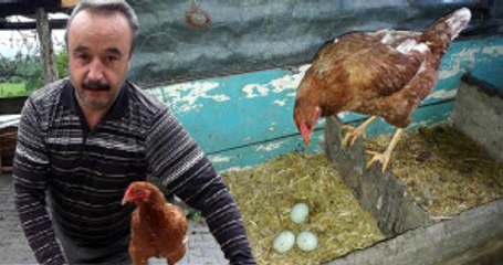 Değerini Öğrenince Yeşil Yumurtlayan Tavuğunu Kesmekten Vazgeçip Üretime Başladı