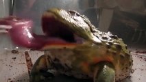 Giant African Bullfrogs eating everything in sight