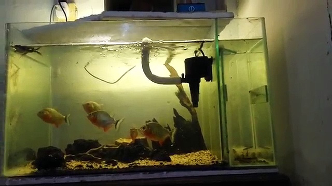 Piranha vs frog