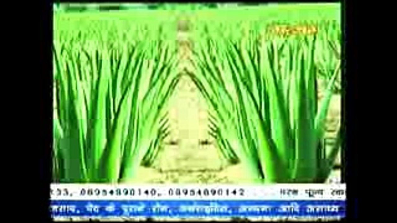 Aloe Vera घृतकुमारी के औषधीय गुण  # Acharya Balkrishna