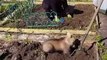 En Russie,cet ours aide cette femme à planter des pommes de terre
