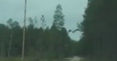 Bald Eagle Takes Flight Over West Mims Wildfire