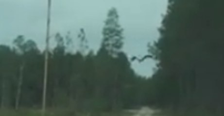 Bald Eagle Takes Flight Over West Mims Wildfire