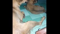 Hai mẹ con chú chó siêu dễ thương|Vừa ngủ vừa măm măm