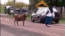 This fucking sheep semms to hate Romanian gypsys!