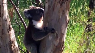 Cute Koalas Playing  Funny Koala Bearslkj