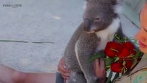 Cute Koalas Playing  Funny Koala Bears [Funny Pets]kjh