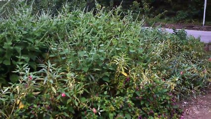 Country house garden