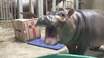Playtime Helps Cincinnati Zoo's Baby Hippo Build Muscle