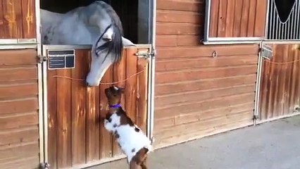 Baby goat tries to head-butt adult horse