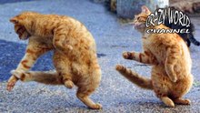 Funny Cats Compilation 2017 Cat Fails 2017 Funny Pets 2017 #12