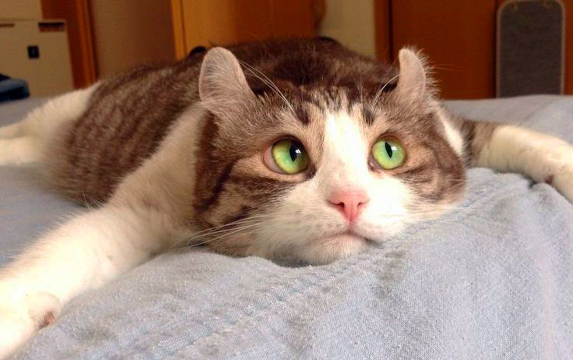 Funny Cats Compilation 2017 Cat Fails 2017 Funny Pets 2017 #10