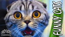 Funny Cats Compilation 2017 Cat Fails 2017 Funny Pets 2017 #11