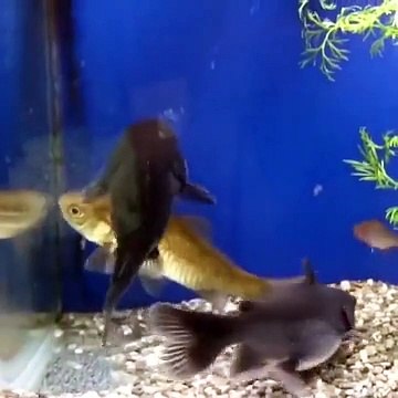 Yanlış Zamanda Yanlış Yerde Olan Balığın Kötü Sonu