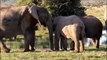 Elephants for Kids - Wild Anim ldren - Elephants Playing