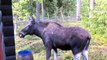 The Moose is Loose - Moose Video for Ki nimal