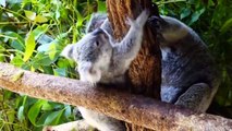 Cute Koalas Playing  Funny  [Funny Pets]