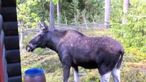 The Moose is Loose - Moose Video  als