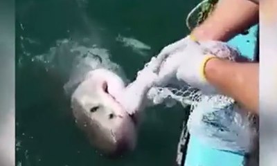 Nelayan Australia Ini Tak Takut Hadapi Ikan Hiu