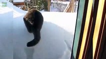 Funny Bread Cat Videos